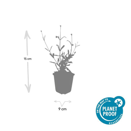 Hohes Eisenkraut Verbena bonariensis 'Lollipop' – 48 Pflanzen – ↕10-25 cm – Ø9 cm – Kompakte, lilafarbene Blütenpflanze – Pflegeleichte, bienenfreundliche Staude
