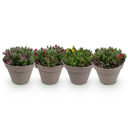 Delosperma Mix – 4 winterharte Bodendeckerpflanzen – Farben Rot, Gelb, Lila & Rosa – Pflegeleichte Blühpflanzen 14cm – 17cm Höhe – Für Beet, Balkon & Terrasse