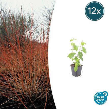 Roter Hartriegel – Cornus sanguinea 'Midwinter Fire' – ↑10-25cm – Ø9cm – 12 Pflanzen – Winterharter Zierstrauch, Leuchtende Zweige, Pflegeleicht