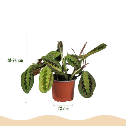 Maranta Fascinator Tricolour Gebetsblatt Zimmerpflanze 4er Set inkl. Naturkorb