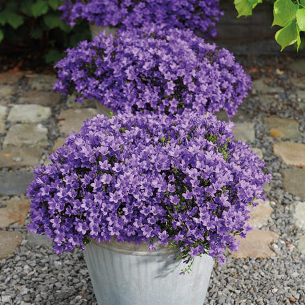 Campanula Addenda lila 12cm – winterharte mehrjährige Glockenblume – Wuchshöhe ca.20-30cm – pflegeleicht