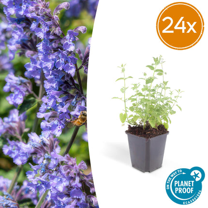 Katzenminze Nepeta 'Six Hills Giant' – 24Pflanzen – ↕10-25cm – Ø9cm – Lila – blaue Blüten – Pflegeleichte & Trockenheitsresistente Staude