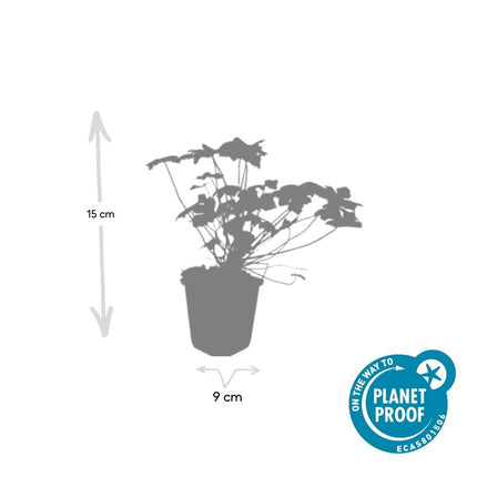 Blut-Storchschnabel Geranium 'Tiny Monster' – ↕10-25cm – Ø9cm – 60 Pflanzen – Kompakte, sommerblühende Staude für Beet, Kübel & Bodendecker – Pflegeleicht & robust