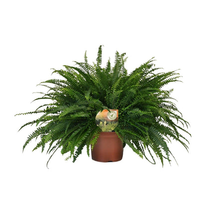 Nephrolepis 'Green Lady' – Bostonfarn Zimmerpflanze – Ø19cm – ca. 60cm hoch – Luftreinigend & pflegeleicht