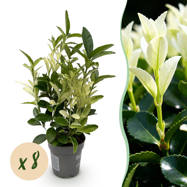 Euonymus japonica Paloma Blanca – 8 Pflanzen für 1 lfm Hecke – Immergrüner Strauch – 9cm – Höhe 30-35cm – Grün