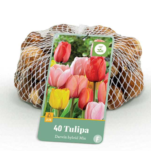 Blumenzwiebeln Tulpe Darwin-Hybride Mischung – 40 Blumenzwiebeln – Bunte Tulpenmischung in verschiedenen Farben – Frühjahrsblüher für Beet, Balkon & Terrasse – Pflegeleicht