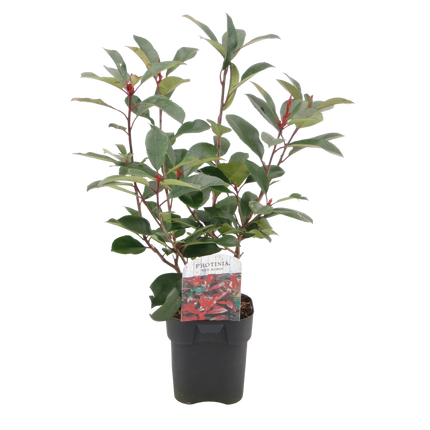 Photinia fraseri Red Robin – 6 Pflanzen für 1 laufenden Meter – Frasers Glanzmispel – Immergrüne Heckenpflanze im 17cm Topf – ca. 55cm hoch – Dicht & pflegeleicht