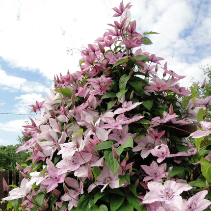 Kletterpflanze Clematis Hagley Hybrid – Rosa Blüten – Wenig Pflege – 2 Pflanzen – 11 cm Höhe 40 cm – Für Garten, Balkon & Pergolen