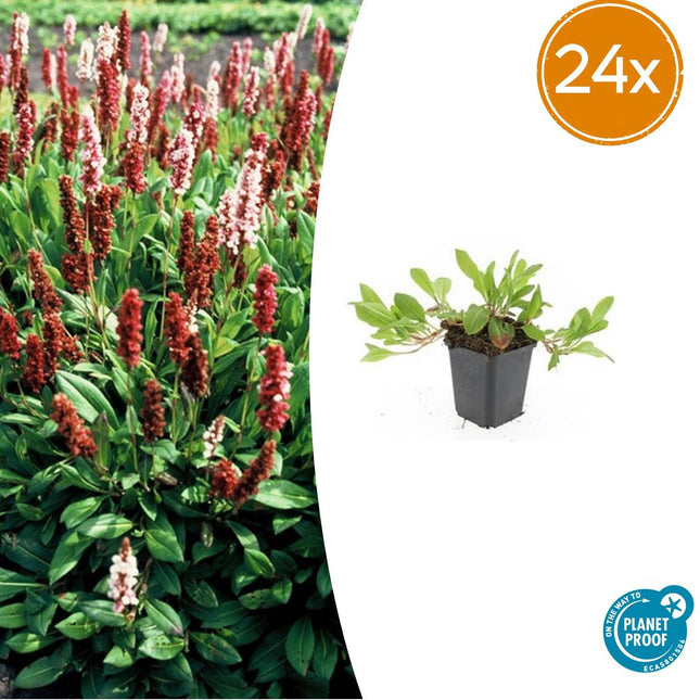 Schneckenknöterich Persicaria affinis. 'Darjeeling Red' – 24 Pflanzen – Lebhaftes Rot- bis Rosablaub – Pflegeleichte, farbenfrohe Staude – Sonne bis Halbschatten