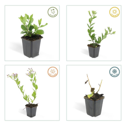 Aster ageratoides 'Asran' – Herbstblüher Staude – 48 Pflanzen – ↕10-25cm – Ø9cm – Hellblaue Blüten – Sonne