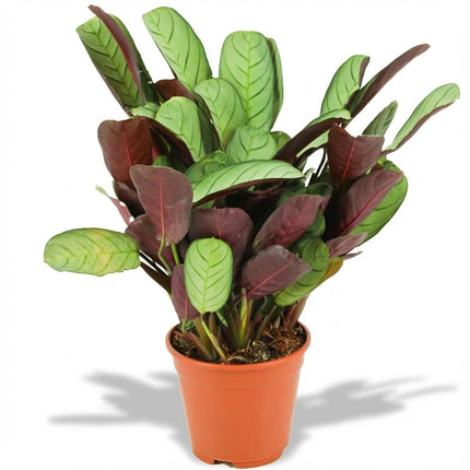 Korbmarante Ctenanthe Amagris Ø14cm Höhe 35-40cm – Gebetspflanze mit grau – grünen Blättern & violetter Unterseite
