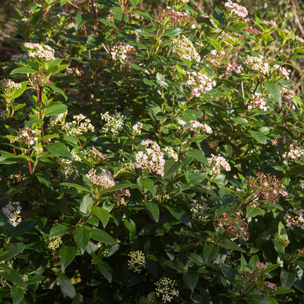 Viburnum tinus 'Eve Price' – Immergrüne Stamm-Pflanze – Höhe ca. 90 cm – Ø19 cm – Winterblühender Schneeball – Pflegeleicht – Für Balkon, Terrasse & Garten