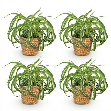 Chlorophytum comosum Bonnie 4er Set Zimmerpflanzen inkl. Naturkorb