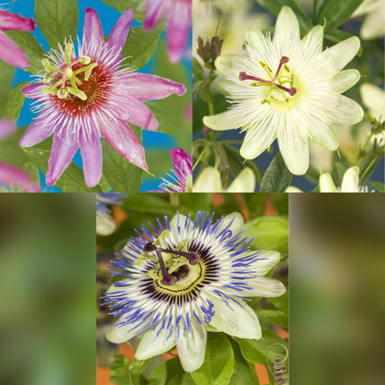 Passionsblume Passiflora Tricolour – Blüte Rosa, Weiß & Lila – Wenig Pflege – 3 Pflanzen – 11cm Höhe 40cm – Ideal für Balkon, Garten & Pergolen