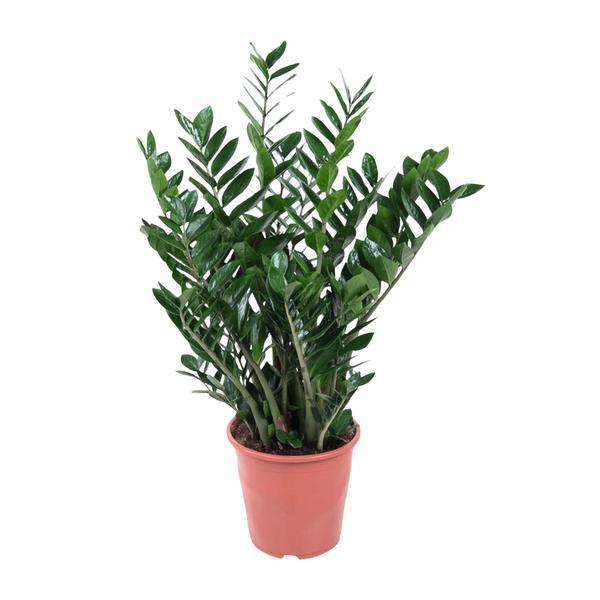 Zamioculcas Glücksfeder – 90cm – Große pflegeleichte Zimmerpflanze Ø21-24cm – Robuste Grünpflanze für Zimmer & Büro – Luftreinigend & dekorativ