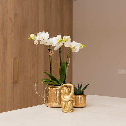 Weiße Phalaenopsis Orchidee Amabilis – Luxuriöser Ziertopf Gold Ø9cm – 40 cm hohe blühende Zimmerpflanze – Frisch vom Züchter