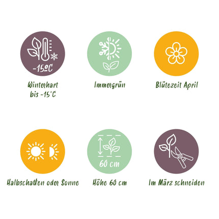 Weißrandige Segge Carex morrowii Ice Dance – Immergrünes Ziergras – Weiß-grüne Blätter – 4 Pflanzen – Pflegeleicht – Winterhart – Ø17 cm – Höhe ca. 50 cm