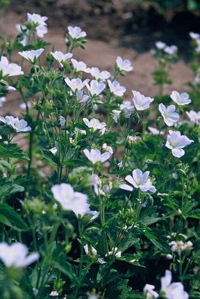 Schnee-Storchschnabel Geranium sanguineum 'Album' – ↕10-25cm – Ø9cm – 12 Pflanzen – Weiße winterharte Staude & Bodendecker