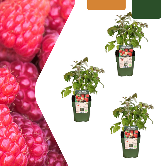 Rubus idaeus – Bio-Himbeere – Ø13cm – ↕20cm – 3 Pflanzen – Biologische Himbeerpflanzen – Für Garten, Balkon & Terrasse
