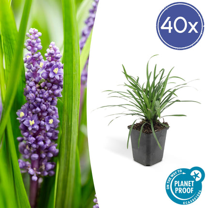 Lilientraube Liriope muscari 'Big Blue' – ↕10-25cm – Ø9cm – 40 Pflanzen – Immergrüner Bodendecker, Lila Blühend, Halbschatten, Pflegeleicht