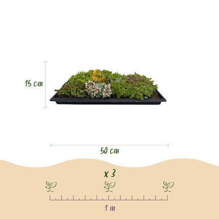 Bodendecker Sedummatte – Winterhart – 2 Vegetationsmatten – 10 Sorten – Pflegeleichte Sukkulentenmatte für Garten, Dachbegrünung & Terrasse – 50x30cm