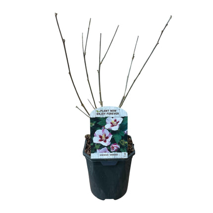 Garteneibisch Hibiscus syriacus Hamabo – Strauch – Blüte Hellrosa – Pflegeleicht – 17cm Höhe 45cm – Für sonnige & halbschattige Standorte