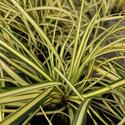 Carex oshimensis 'Evergold' – 48 Pflanzen – ↕10-25 cm – Ø9 cm – Winterhartes Ziergras – Bodendecker für schattige Gärten