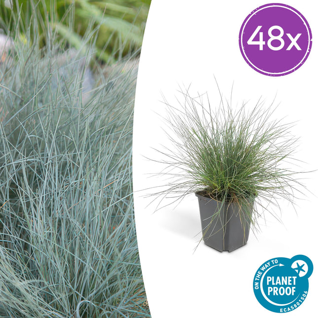 Blau – Schwingel Festuca glauca 'Elijah Bleu' – 48Pflanzen – ↕10-25cm – Ø9cm – Blau – graues Ziergras – Pflegeleicht – Ideal für Steingärten & Beete
