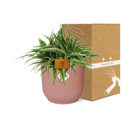 Grünlilie – Chlorophytum Ocean – ca. 15cm Höhe – Zimmerpflanze mit weißen Blattstreifen – luftreinigend & pflegeleicht – Topfgröße Ø16cm