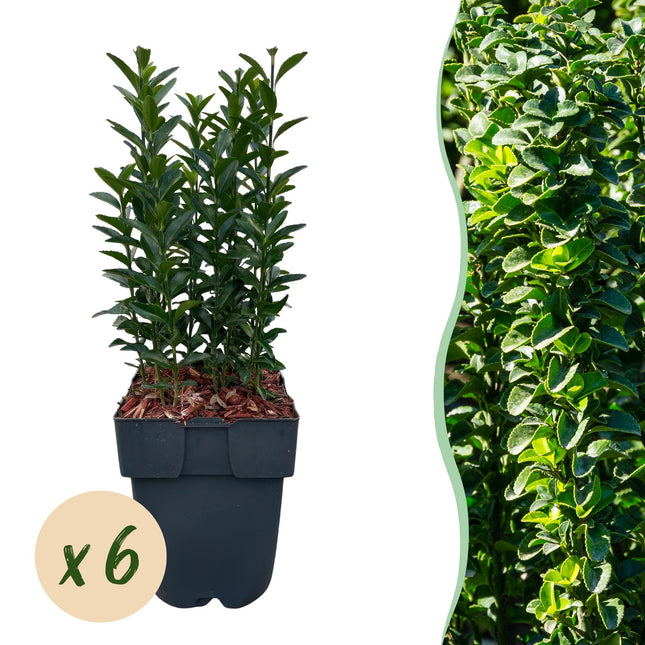 Japanischer Spindelstrauch Euonymus japonicus Green Spire – Heckenpflanze – Blatt Grün – 6 Pflanzen – 1  Meter – Immergrün – 17 cm Höhe 40 cm – Pflegeleicht & Sonnentolerant