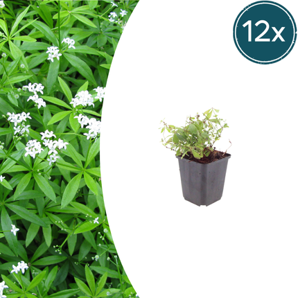 Galium odoratum Waldmeister – 12 Pflanzen – Ø9cm – Höhe 10-25cm – Duftender Bodendecker – Weiße Blüten – Pflegeleicht für Schattenbeet & Naturgarten