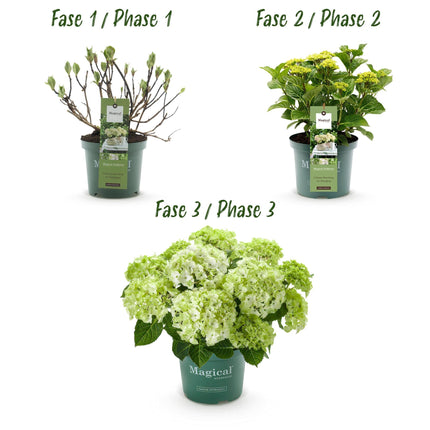Hydrangea macrophylla Magical Noblesse – Weiße Gartenhortensie – 2 Pflanzen 23cm – Höhe 55cm – 6-10 große Blüten – Balkonpflanze