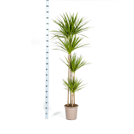 Drachenbaum Dracaena Marginata Green – Große Zimmerpflanze – Ø27 cm – 170-190 cm hoch – Schlanke dunkelgrüne Blätter – Moderner Urban Jungle Klassiker