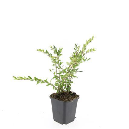 Lonicera pileata 'Purple Pearl' – 24 Pflanzen – ↕10-25cm – Ø9cm – Immergrüner Bodendecker – Purpurrote Blätter – Sonne & Halbschatten – Pflegeleicht – Beete & Töpfe