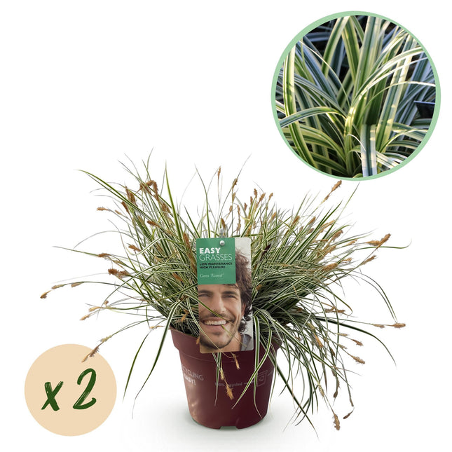 Grünweiße Segge Carex oshimensis Everest – 2 Pflanzen – Ø17cm – Immergrün, winterhart & pflegeleicht – Weiß-grüne Blätter – Höhe ca. 50cm – Vielseitig & langlebig