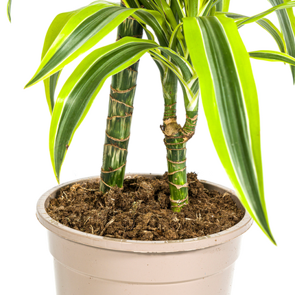 Drachenbaum Dracaena Deremensis Lemon Lime – Zimmerpflanze – Ø19cm – 70-90cm hoch – Lebendige grüne Blätter mit hellgrünem Rand – Pflegeleicht & dekorativ
