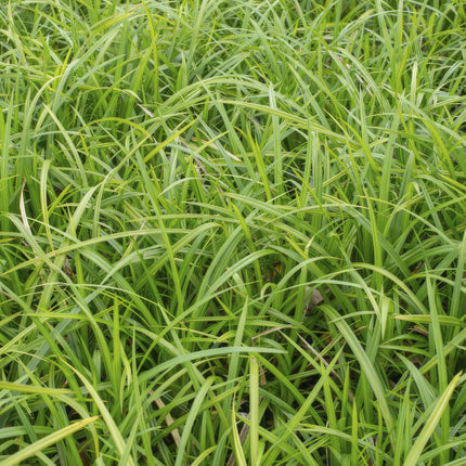 Grünblättrige Segge Carex morrowii 'Irish Green' – ↕10-25cm – Ø9cm – 6 Pflanzen – Bodendecker – Immergrün – Pflegeleicht – Schattentauglich