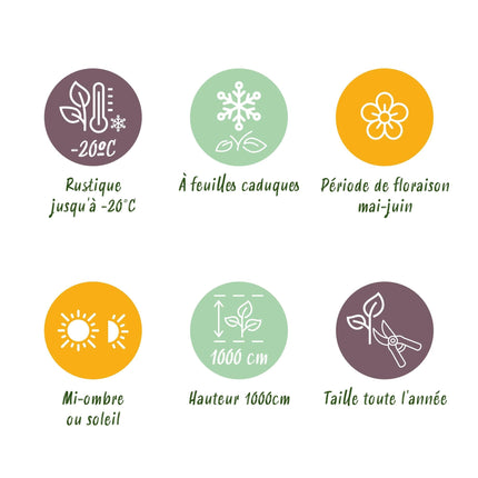 Selbstklimmender Mauerwein Parthenocissus Engelmannii – Kletterpflanze mit grünen & roten Blättern – 2 Pflanzen – 11 cm x H40 cm – Pflegeleicht