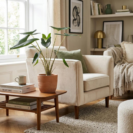 Pfeilblatt Alocasia Zebrina Ø21cm Höhe 70-75cm – Elefantenohr mit gestreiften Stielen – Exotische Zimmerpflanze für Wohnraum & Büro