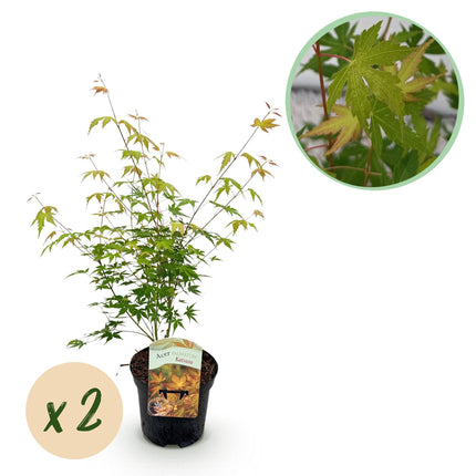 Japanischer Ahorn – Acer palmatum Katsura – 2 Pflanzen – Orange Herbstfärbung – je ca. 70 cm hoch – im 19 cm Topf – Balkonpflanze & Zierbaum – Für Beet, Terrasse & Kübel