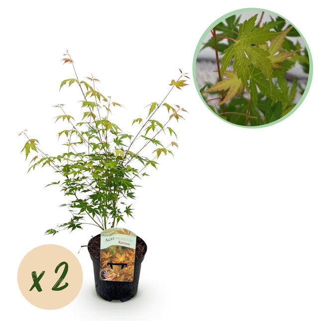 Japanischer Ahorn – Acer palmatum Katsura – 2 Pflanzen – Orange Herbstfärbung – je ca. 70 cm hoch – im 19 cm Topf – Balkonpflanze & Zierbaum – Für Beet, Terrasse & Kübel