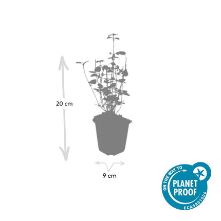Agastache 'Black Adder' – 48 Pflanzen – ↕10-25cm – Ø9cm – Staude – Dunkelviolette Blüten – Sonnig – Bienenfreundlich & Pflegeleicht