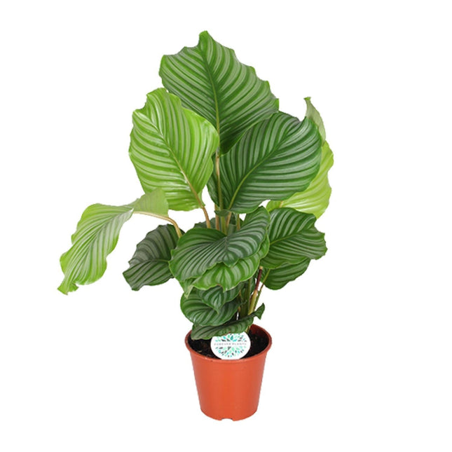 Korbmarante Calathea Orbifolia – Zimmerpflanze – Ø17cm ↕60cm – Tropische Blattschmuckpflanze mit silbergrünen Mustern
