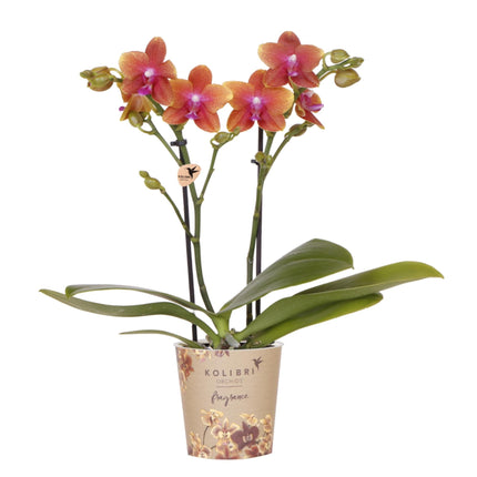 Duftende Phalaenopsis – Orchidee Fragrance – Orange – Ø9cm – Blühende Zimmerpflanze mit Duft – Frisch vom Züchter – Für helle Innenräume