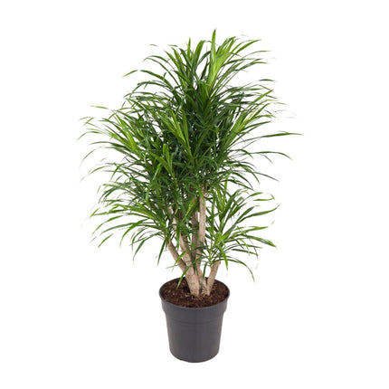 Dracaena Anita – Ø24cm – ↕100cm – Drachenbaum – Luftreinigende Zimmerpflanze – Pflegeleicht & dekorativ