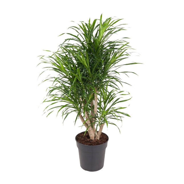 Dracaena Anita – Ø24cm – ↕100cm – Drachenbaum – Luftreinigende Zimmerpflanze – Pflegeleicht & dekorativ