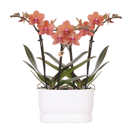Orchideen – Set Diabolo Twin White – 2x orange Bolzano Orchidee Ø9cm – weißer Doppel – Übertopf – Farbverlauf Orange bis Rosa