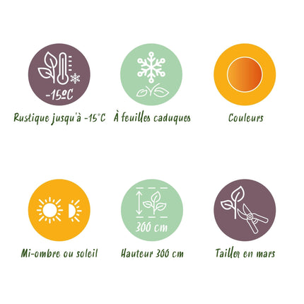 Japanischer Ahorn – Acer palmatum Katsura – 2 Pflanzen – Orange Herbstfärbung – je ca. 70 cm hoch – im 19 cm Topf – Balkonpflanze & Zierbaum – Für Beet, Terrasse & Kübel