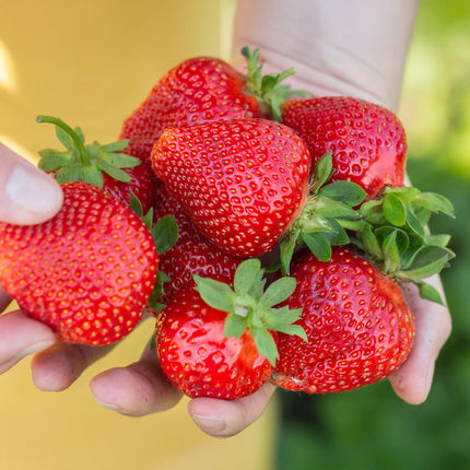Erdbeerpflanzen Fragaria Maxim winterhart 6 Pflanzen Höhe 30cm Ø9cm – Rote Erdbeere für Beet Topf & Balkon