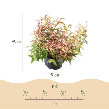 Traubenheide Leucothoe Makijaz – 17cm Höhe ca.45cm – Immergrün & farbintensiv – Braun – grünes Laub – Pflegeleichter dekorativer Zierstrauch